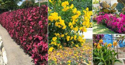 26 Best Flower Hedge Plants | Flower Hedging Ideas - balconygardenweb.com - North Korea