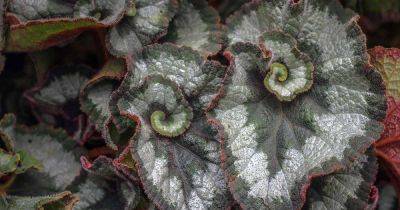 What Causes Begonia Leaves to Curl (and What to Do About It) - gardenerspath.com