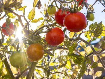 How Much Sun Do Tomatoes Really Need? - southernliving.com