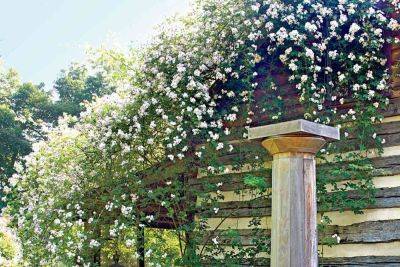 I Tried My Mom’s DIY Solution For Getting Rid Of Bugs On My Climbing Roses And Here’s What I Learned - southernliving.com