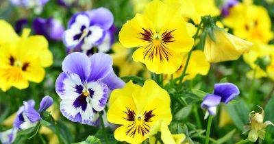 How to Identify and Manage 9 Pansy Pests - gardenerspath.com