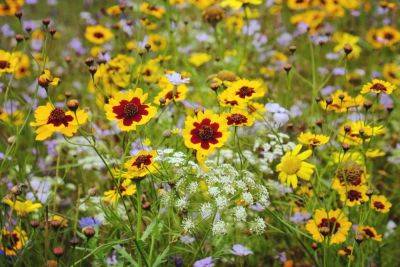15 Full-Sun Annuals That Will Add Beautiful Color To Your Garden All Summer Long - southernliving.com - Brazil - county Garden