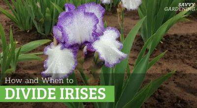 How to divide irises and replant them in the garden - savvygardening.com