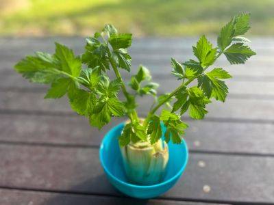 5 Vegetables (And 3 Herbs!) You Can Easily Regrow In Water - southernliving.com