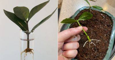 How To Transfer Any Cutting From Water To Soil - balconygardenweb.com