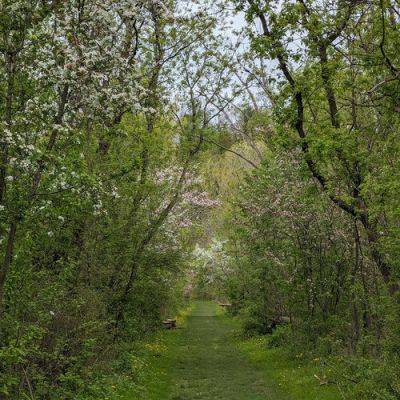 Sheila’s Spring Wildflowers - finegardening.com - state Vermont