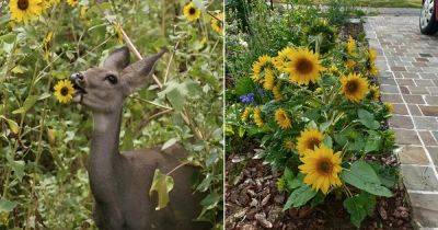 Do Deer Eat Sunflowers? Find Out! - balconygardenweb.com