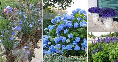 15 Best Bushes With Blue Flowers - balconygardenweb.com - Russia