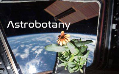 Astrobotany Image: Space Potatoes - theunconventionalgardener.com - city Columbia