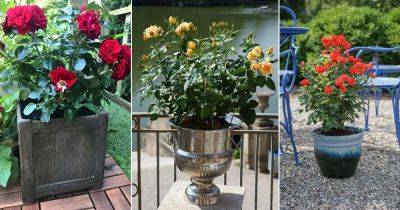 6 Best Pots For Roses - balconygardenweb.com