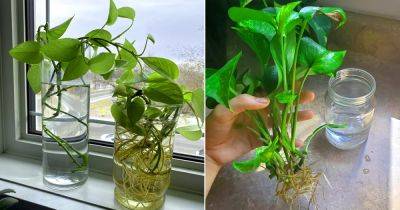 Root Pothos Cuttings in Water Faster Than Ever Before With These Tips - balconygardenweb.com