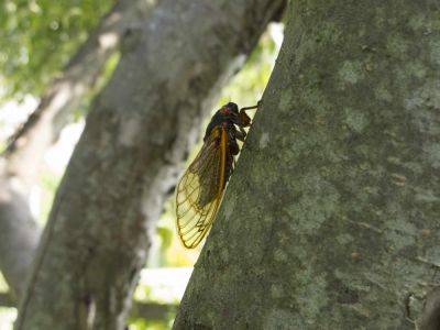 Where to Expect Cicada Swarms This Summer, According to a Pest Pro - thespruce.com - state Illinois