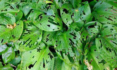 Natural Slug Control with Nematodes - gardenadvice.co.uk