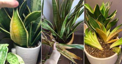 Snake Plant Leaves Turning Yellow? 9 Reasons and Solutions - balconygardenweb.com