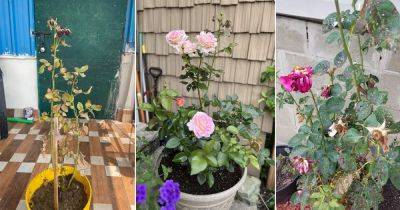 7 Problems With Roses in Pots and Their Solutions - balconygardenweb.com