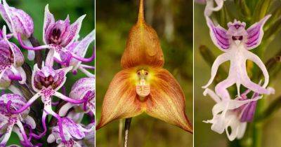 4 Orchids That Look Like Monkeys - balconygardenweb.com - Britain - Italy