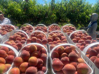 SC Fruit and Vegetable Field Report – May 20, 2024 - hgic.clemson.edu