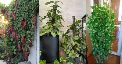 12 Vines That Grow Without Sunlight - balconygardenweb.com - Britain