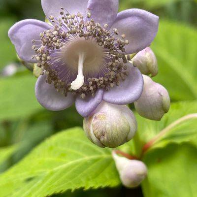 5 Unusual Blooming Perennials for Shade - finegardening.com