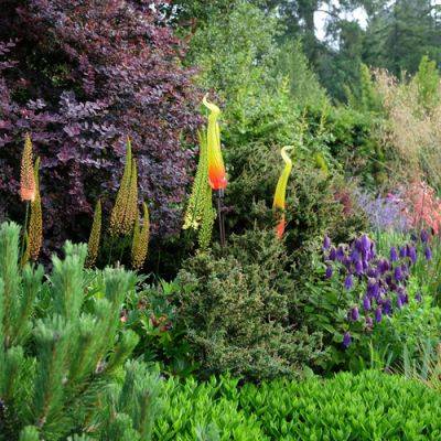 Spectacular Summer Flowering Bulbs for the Pacific Northwest - finegardening.com