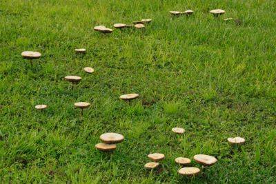 How To Get Rid Of Mushrooms In Your Yard, According To An Expert - southernliving.com - Georgia