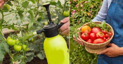 Make a Calcium Spray for Tomatoes and Vegetable Plants - balconygardenweb.com