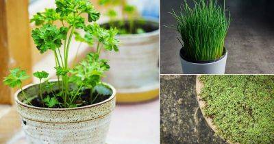 8 Herbs that Don't Need Direct Sunlight and Grow in Shade - balconygardenweb.com