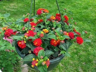 7 Best Lantana for Hanging Baskets - balconygardenweb.com