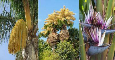 14 Palm Trees that Flower Beautifully - balconygardenweb.com