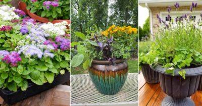 8 Ideas for Making a Mosquito Repelling Container - balconygardenweb.com