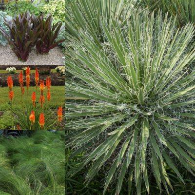 Modern-Looking Plants for a Contemporary Landscape - finegardening.com - South Africa
