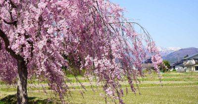 When and How to Prune Weeping Cherry Trees - gardenerspath.com