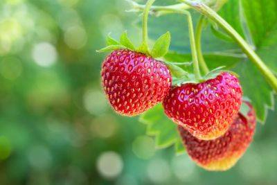 13 Best Strawberry Companion Plants For A Juicy Summer Harvest - southernliving.com