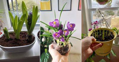 8 Best Flower Bulbs to Grow in Containers and When to Plant Them - balconygardenweb.com