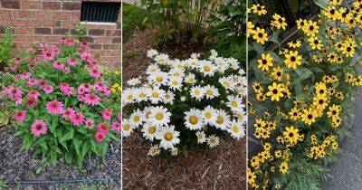 19 Long Lasting Perennials That Keep on Blooming - balconygardenweb.com