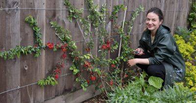 Frances Tophill's guide to June pruning - gardenersworld.com - Britain - France