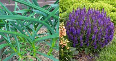15 Anti Ant Plants to Grow in Garden and Homes - balconygardenweb.com - France - county Garden