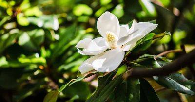 How to Grow and Care for Southern Magnolia Trees - gardenerspath.com - Usa