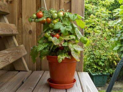 Learn To Grow Delicious Tomatoes In Pots With This Comprehensive Guide - southernliving.com - Washington - state Virginia - state Alabama