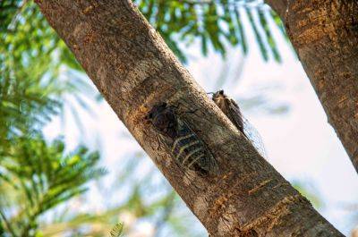 Cicadas Are Here! Experts Share How to Protect Your Plants - thespruce.com - Usa