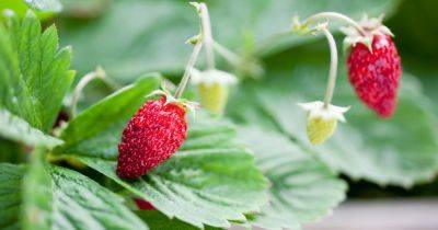 How to Grow Alpine Strawberries - gardenersworld.com