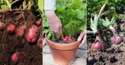 7 Best Red Root Vegetables - balconygardenweb.com