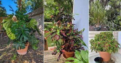 Bring these 13 Indoor Plants Out in Summers for the Best Growth - balconygardenweb.com