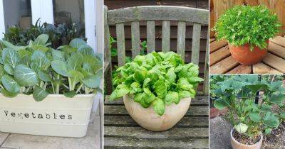 8 Vegetables With Shallow Roots To Grow In Small Pots - balconygardenweb.com