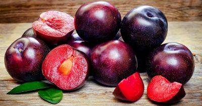 How to Grow Plum Trees From Pits - gardenerspath.com