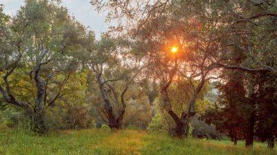 How to grow an olive tree | House & Garden - houseandgarden.co.uk - Britain - Egypt - city Rome