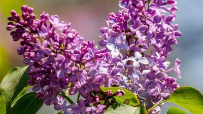 Lilac bush and flower: all about lilacs and how to grow them | House & Garden - houseandgarden.co.uk - Iran - France - Greece
