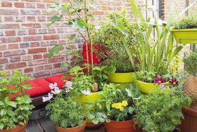 6 Container Gardening Mistakes You Should Avoid, According to Pros - thespruce.com