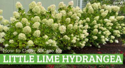 Little Lime Hydrangea: A Care Guide - savvygardening.com