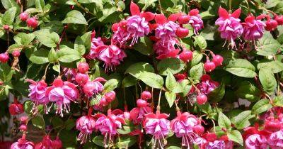 How to Identify and Manage Fuchsia Gall Mites - gardenerspath.com